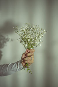 Close-up of hand holding plant against white wall