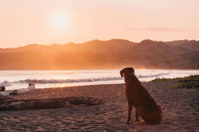 Dog on beach during sunset