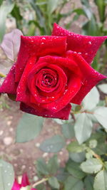 Close-up of red rose blooming outdoors