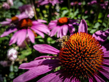 Close-up of bee on purple coneflower blooming outdoors