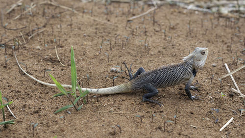 Side view of lizard on land