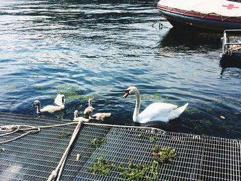 High angle view of swans on lake