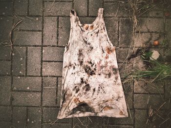 Dead tree