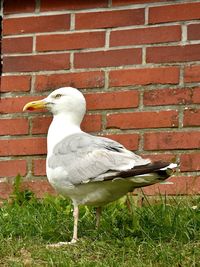 Close-up of bird against brick wall