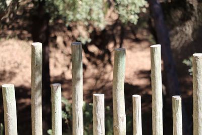 View of bamboo fence