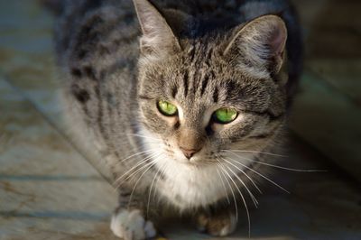 Close-up portrait of tabby cat