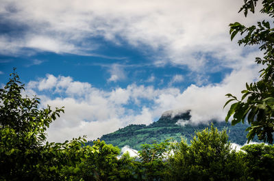 Low angle view of trees against sky