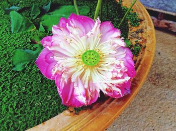 Close-up of pink flower on wooden table