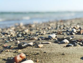 Close-up of shells and rocks on beach