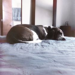 Dog relaxing on bed at home