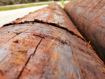 Close-up of wooden log on tree trunk