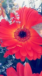 Close-up of red flower