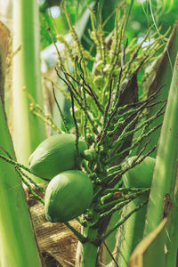 Close-up of fresh tomatoes on plant