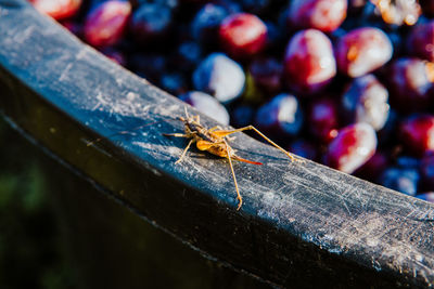 Close-up of insect on wood