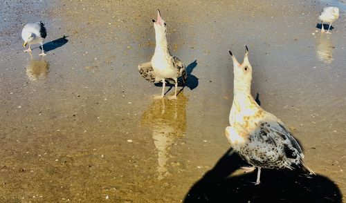 High angle view of seagulls on lakeshore