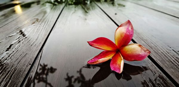 High angle view of flowering plant on wood