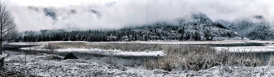 View of forest in winter