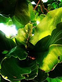 Close-up of insect on plant