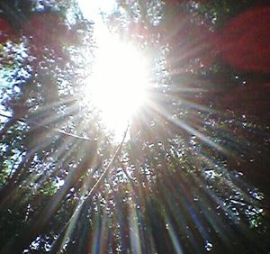 Sun shining through trees