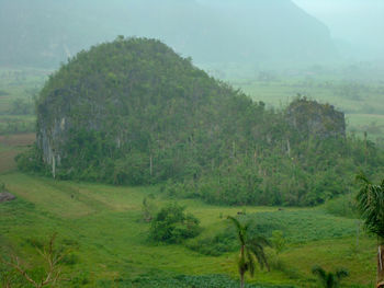 Scenic view of trees on field