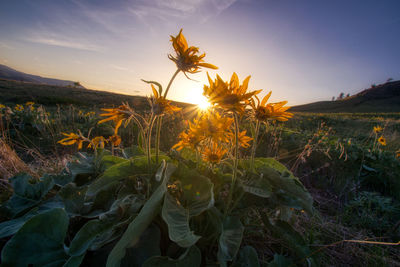 Flower plants growing on land against sky during sunset