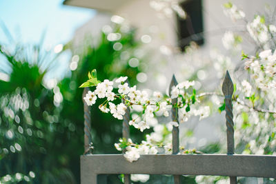 Close-up of white flowering plants in park