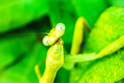 Close-up of insect on leaf