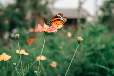 Close-up of butterfly pollinating on flower