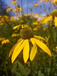 Close-up of yellow daisy flower