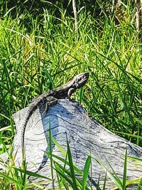 Close-up of a lizard on leaf