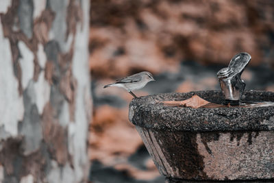 A bird taking a bath and drinking water