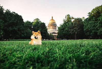 Dog looking away on field