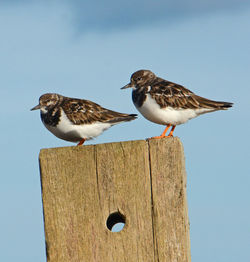 Close-up of bird perching on wood