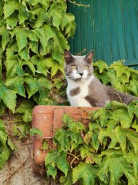 Portrait of a cat