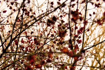 Low angle view of tree