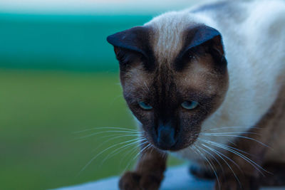 Close-up portrait of cat