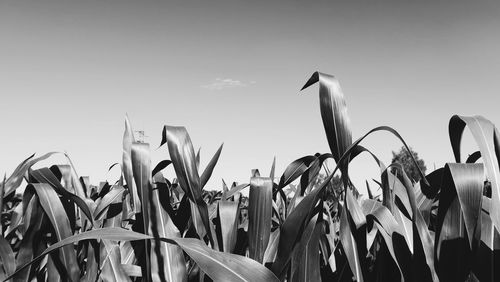 View of plants against sky