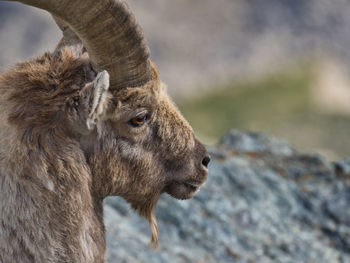 Close-up of an male ibex
