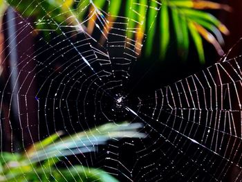 Close-up of spider web