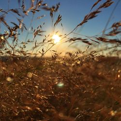 Close-up of plant against sky