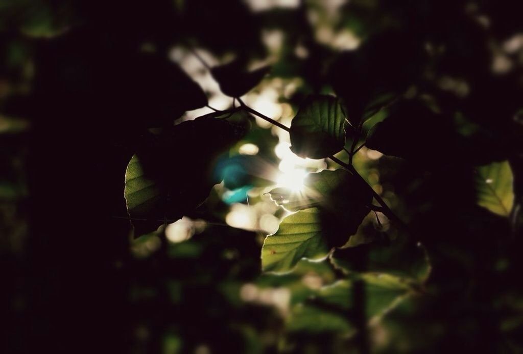 sun, leaf, close-up, growth, lens flare, focus on foreground, sunlight, nature, tree, sunbeam, low angle view, branch, plant, green color, silhouette, beauty in nature, tranquility, outdoors, no people, back lit