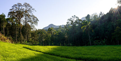 Scenic view of trees on field against sky