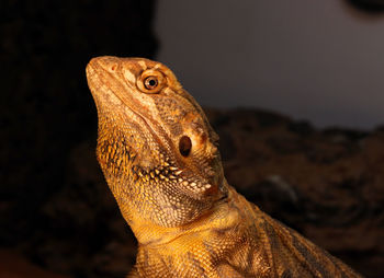 Close-up of a lizard