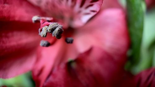 Close-up of purple flowering plant