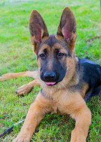 Portrait of dog on field