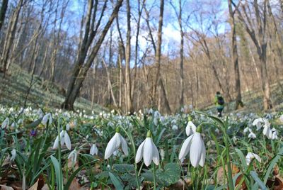 Close-up of white flowers against trees