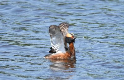 Duck swimming in lake