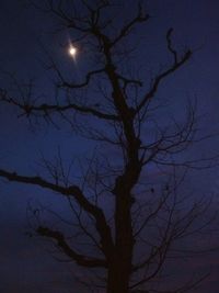 Low angle view of silhouette bare tree against sky at night