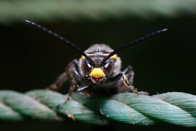 Close-up of insect on leaf