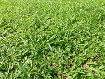 Close-up of green leaves on field